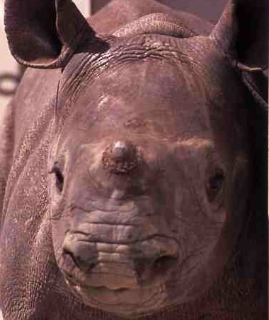 About Rhinoceros in Japanese zoo.サイについて…。日本の動物園にいるサイ達についてつぶやきます。