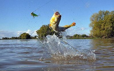 Amantes de la 🐟pesca🐟, la familia👨👩👦👦 y #juegosdemesa🎲