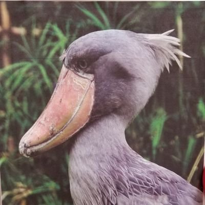 emi_ima1218's profile picture. 三宅島出身  5人姉妹の母です😊 B’zと海と祭りとベイスターズが大好き😍