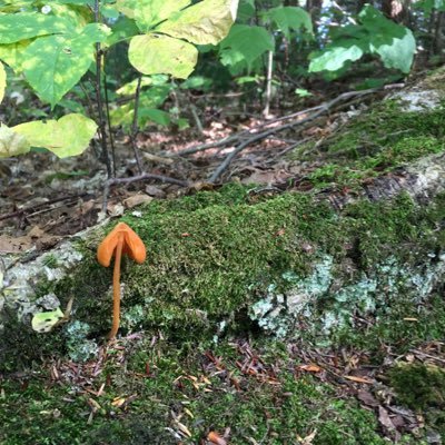 yellowlikemust1's profile picture. persistently and agonizingly curious 4 questions and play make for a good day