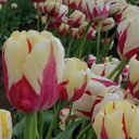 julie copp - @jewelz789 - Twitter