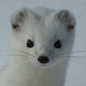 liger601's profile picture. Debian(sid),Python,プラモ,ドールハウス,TVゲーム,非電源系ゲーム,ピンボール,写真,絵画,天文,野鳥,宇宙,航空,無線,自衛隊,消防,警察,海保,クトゥルー神話,絵本,鳥瞰図,アニメ,漫画,レース,神道,仏教,灯台,ダム,ぬいぐるみ,城,遺跡,仏像,チーズ