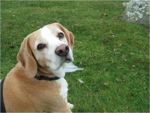 TopdogBennett's profile picture. Beagle about town. I love Bones, my mam, and my Cocker Spaniel Brother Charlie. Did I mention I love Bones I also live with something called a Cat. GRRRRRRRR :)