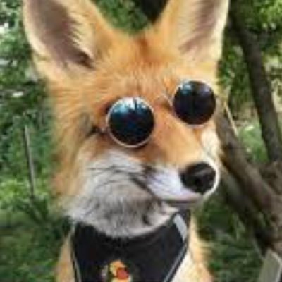 foxwardo's profile picture. Brexiteer. Not very woke. Conservative. Unionist. #BackBoris. Dislike lefty melts. Love the natural world. Sceptical about causes of climate change. 4 kids.