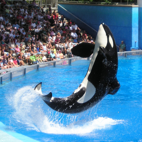 FloridaReview's profile picture. Editor of the Florida Review & Travel Guide, independent advice on vacations in Florida including Walt Disney World, Universal Orlando and SeaWorld