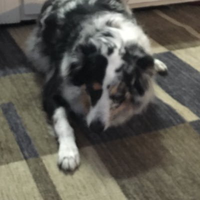 watson_pup's profile picture. luv creg he iz da best