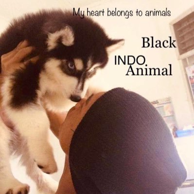 My heart belongs to animals