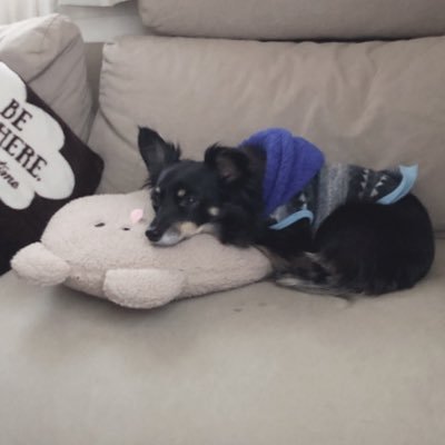 mixmamemax's profile picture. SHINee＆TVXQ 2008年より✤☃︎ SnowMan☃︎❅ 元保護猫3匹（ブリーダー引退猫＆野良猫🐾）と暮らしています🐕🌈