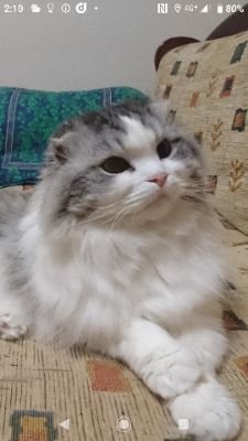 ysk07cats's profile picture. 