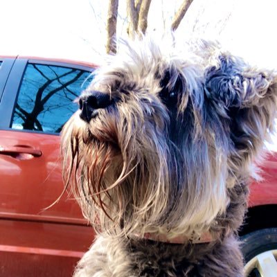 Miniature Schnauzer* Basic bitch•Shorty•Hipster•. Canadian Canine• •Join our #wolfpack•