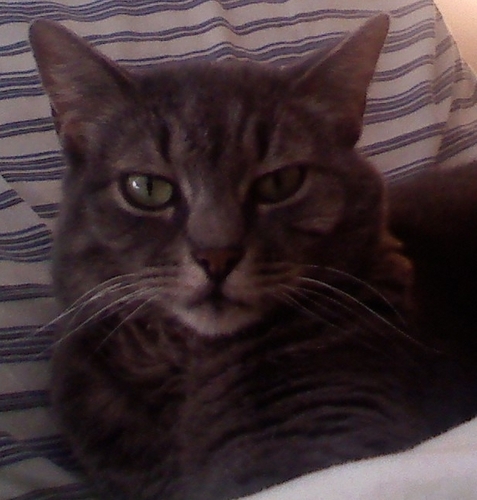 Karen_Carr's profile picture. I have 3 cats and hundreds of books.  You can see what I love.