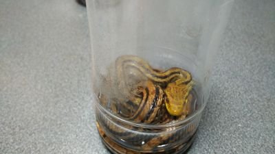 虫も野獣もキノコも食べ。サバイバル知識と里山の知識。災害復興で屋根にも登りチェーンソーも使う。文化財の保護、竹取りの仕事など、不思議な仕事も多数やってます。