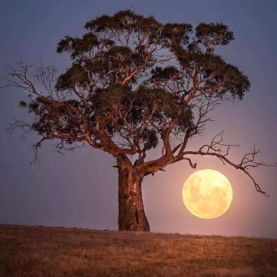 You29501529's profile picture. 