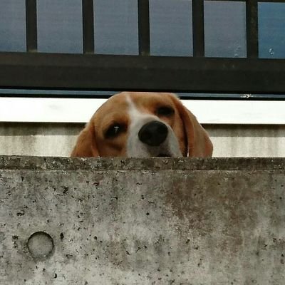 チョットした気紛れ、分の悪い戦いをしてると加勢したくなる…こんな俺らと一緒になった物好き嫁と2人暮らし。写真の🐶は天国へ…。基本SMAP垢、たまに時世の事も💬します。右左もない。followお気軽にどうぞ(^^)/フォロバはその方のプロフィールや💬を読んでから…^^;よろしくお願いします。