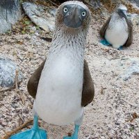 SedaGökay 🐼 (@sedagoky) 's Twitter Profile