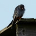 Peter Rutt (@redfoot60) Twitter profile photo Peter Rutt (@redfoot60) Twitter profile photo