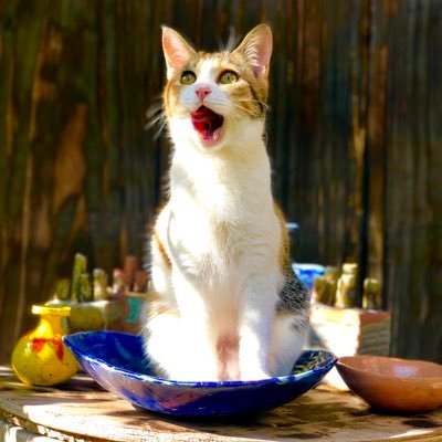 akane_no_hana's profile picture. ラップ、旅、花、猫というか動物、平和。気の向くままに、ひっそりしっとりついーてぃん。 お仕事しながら、博士後期課程で研究。Español🌼