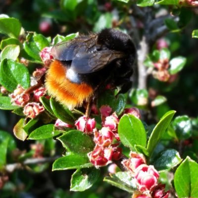 beefriendlycar1's profile picture. We are a community group working to make Cardiff Pollinator Friendly.
We are linked to Cardiff Friends of the Earth