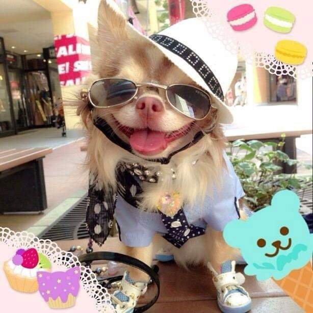 ManginAgns1's profile picture. Toutou chic vêtements mode pour chiens chic