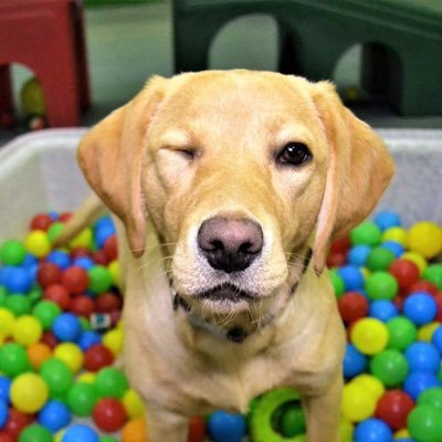NeedhamCanine's profile picture. 🐾Needham Market Canine Creche. Five Star Awarded - Luxury dog day care for your most loved canine family members 🐾