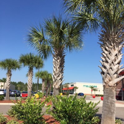 broneydgir's profile picture. 