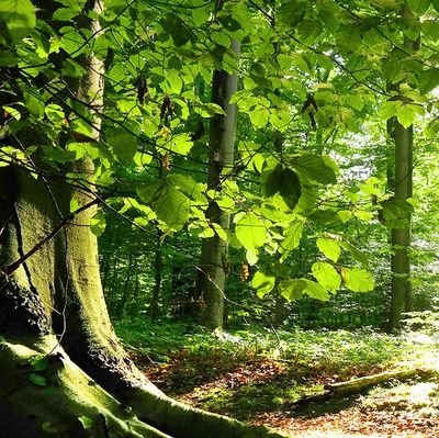 prokod17's profile picture. 