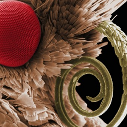 robomojo's profile picture. 