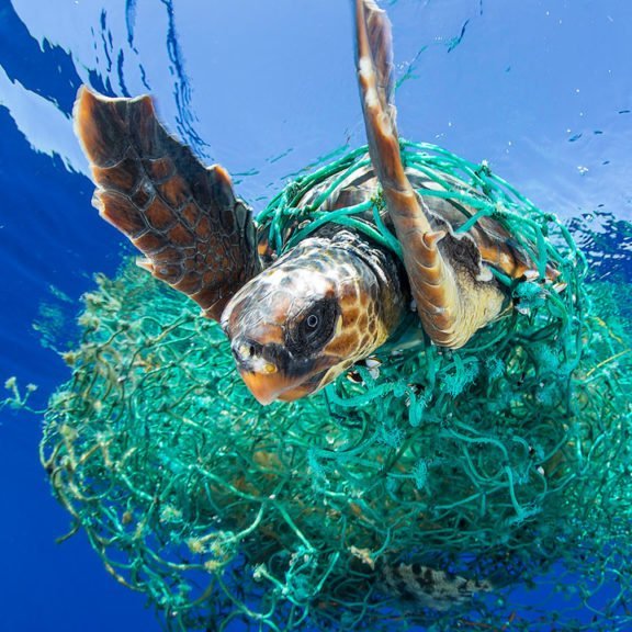 We are school students trying to raise awareness about ocean littering, mainly the great pacific garbage patch. #cleantheoceans