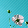 KGR Profile
