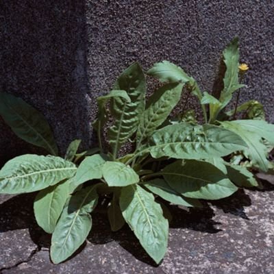 ishibashiotatak's profile picture. 整形垢💆両顎と輪郭再手術検討中 11月24日〜29日🇰🇷