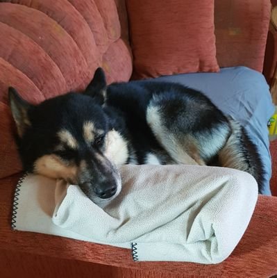 DerMrBubbles's profile picture. 