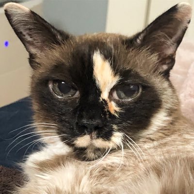 Passed in the arms of mom. April 2002-August 20, 2019. I'm a Tortie Snowshoe siamese living in San Francisco!! Sister from another mother to @LoMeowChenko