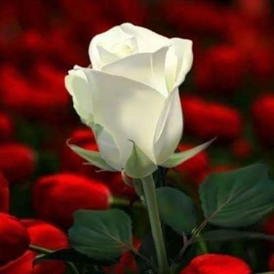 chris22830697's profile picture. 