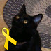 i am a lovely, former stray 'chat noir' living with 4 other cats, 9 birds and that dog