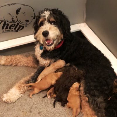 BRBernedoodles Profile Picture