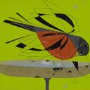 Robin Tanner - @camidelarobin - Twitter