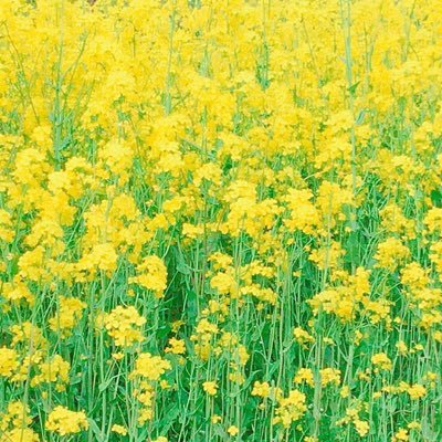 くらゆいあゆさんのプロフィール画像