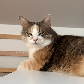 InVillejuif's profile picture. Je suis un chat qui parle japonais