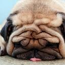 Tiffany Vu - @vanisaturtle - Twitter