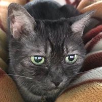たみぃ (@henrywachifield) 's Twitter Profile