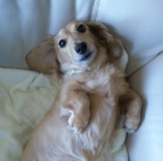 tats_shiraishi's profile picture. ;-)