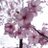 sakuro_20190501