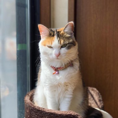 Sim2504's profile picture. ほぼシ体