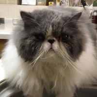 mr.boo (@w_kuwashige1970) Twitter profile photo