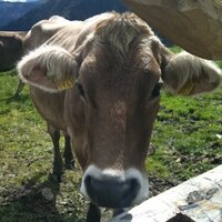 Andrea Leary (@68wtf) 's Twitter Profile