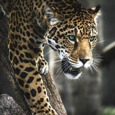 buchari_jumaidi's profile picture. Jadilah diri sendiri