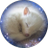 やっぴーのアイコン