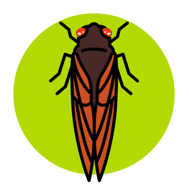 Join our expedition to map the 2019 periodical cicada emergence of Brood VIII!