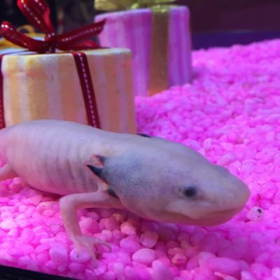 takoita2's profile picture. 消化器内科医 ESD 大学院生 自分の情報収集メモとして