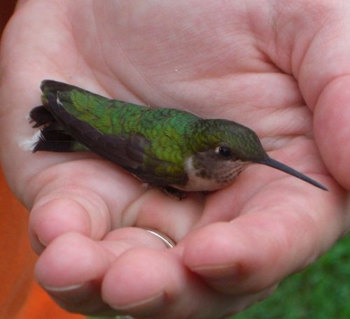 N_dogz's profile picture. 